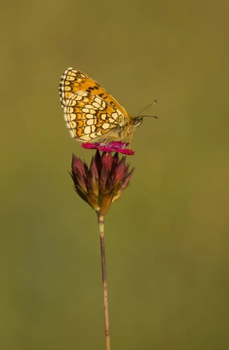 Framed Print : Nickerls Fritillary (Mellicta aurelia) adult, resting on flowerhead, Bulgaria, July Framed Print : Nickerls Fritillary (Mellicta aurelia) adult, resting on flowerhead, Bulgaria, July