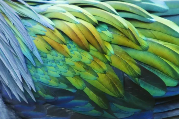 Framed Print : Nicobar Pigeon (Caloenas nicobarica) adult, close-up of feathers, Durrell Wildlife Park (Jersey Zoo)