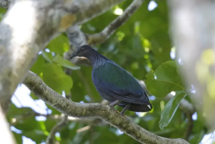 Framed Print : Nicobar Pigeon (Caloenas nicobarica) adult, perched on branch, Restorf Island, Kimbe Bay, West New Britain Province Framed Print : Nicobar Pigeon (Caloenas nicobarica) adult, perched on branch, Restorf Island, Kimbe Bay, West New Britain Province