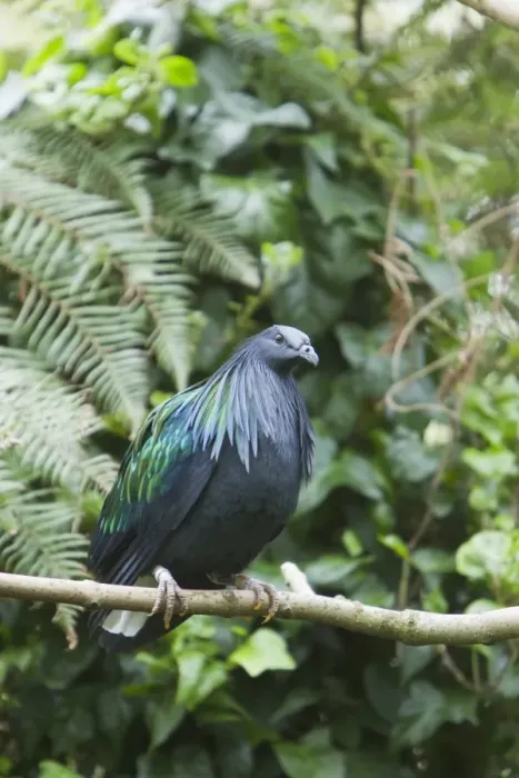 Framed Print : Nicobar Pigeon (Caloenas nicobarica) adult, perched on twig, Durrell Wildlife Park (Jersey Zoo) Framed Print : Nicobar Pigeon (Caloenas nicobarica) adult, perched on twig, Durrell Wildlife Park (Jersey Zoo)