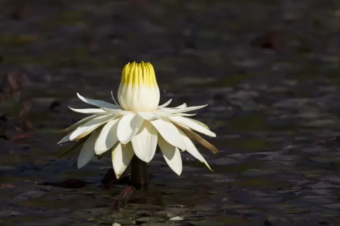 Framed Print : Night-blooming Waterlily (Nymphaea lotus) flower, fully open in late afternoon, Okavango Delta, Botswana Framed Print : Night-blooming Waterlily (Nymphaea lotus) flower, fully open in late afternoon, Okavango Delta, Botswana