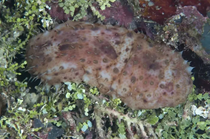 Framed Print : Night-wandering Sea Cucumber (Stichopus noctivagus) adult, at night, West Waigeo, Raja Ampat Islands (Four Kings) Framed Print : Night-wandering Sea Cucumber (Stichopus noctivagus) adult, at night, West Waigeo, Raja Ampat Islands (Four Kings)