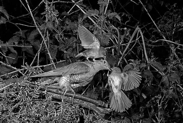 Nightingale attaching a stuffed Cuckoo - Staverton Suffolk. Taken by Eric Hosking in 1948