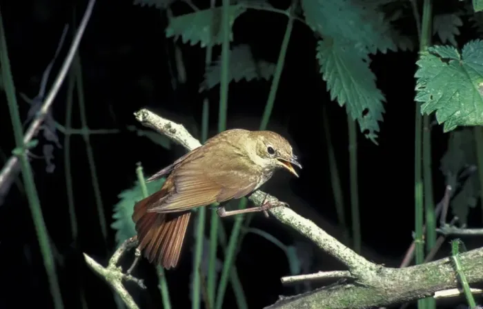 Framed Print : Nightingale (Luscinia megarhynchos) perched on twig in undergrowth  /  beak open