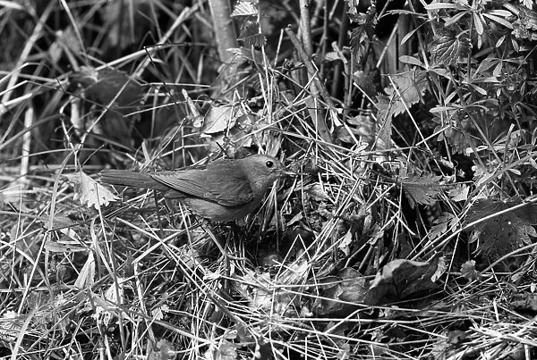 Nightingale at nest, Eyke Suffolk. Taken by Eric Hosking in 1936