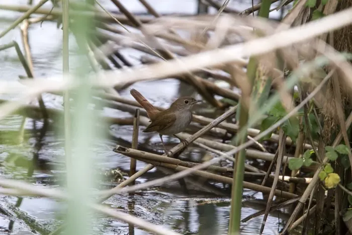 Framed Print : Nightingale on reeds near water