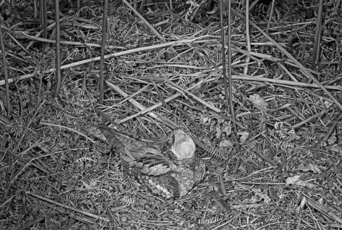 Framed Print : Nightjar with mouth open- Staverton Park Suffolk. Taken by Eric Hosking in 1945