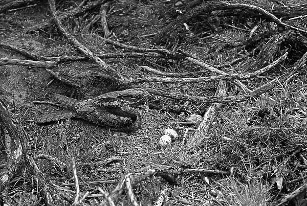 Nightjar at nest with two eggs- Staverton Park Suffolk. Taken by Eric Hosking in 1945