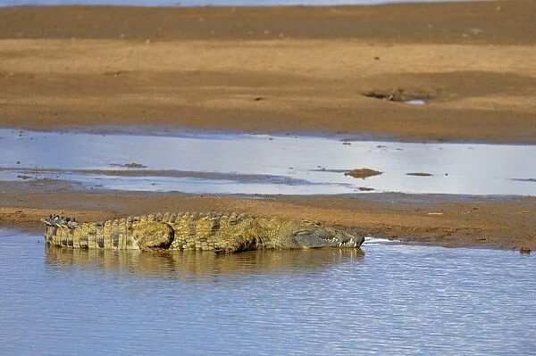 Nile Crocodile (Crocodylus niloticus) adult, resting on sandbank, River Luangwa, South Luangwa N. P. Zambia, June