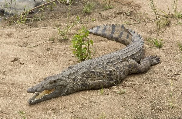 Nile Crocodile (Crocodylus niloticus) adult, resting beside river, Kruger N. P