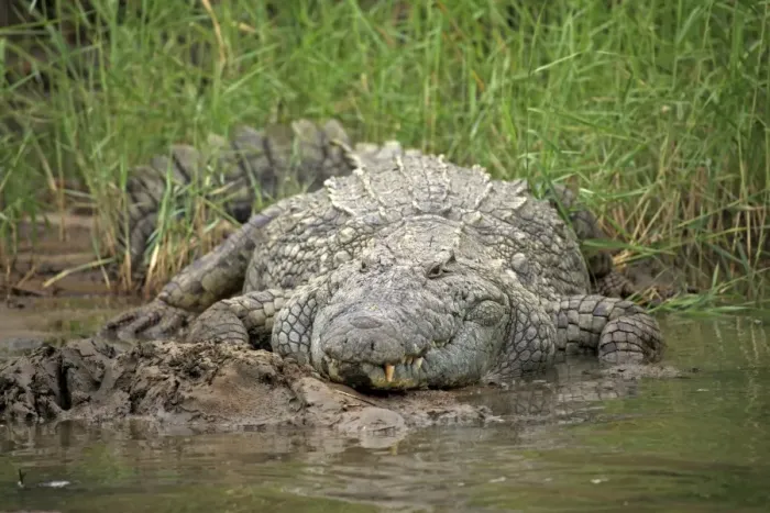 Framed Print : Nile Crocodile (Crocodylus niloticus) adult, resting on riverbank, St. Lucia Wetland Park, iSimangaliso Wetland Park Framed Print : Nile Crocodile (Crocodylus niloticus) adult, resting on riverbank, St. Lucia Wetland Park, iSimangaliso Wetland Park