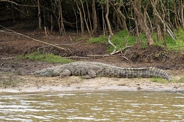 Nile Crocodile (Crocodylus niloticus) adult, resting on riverbank, St. Lucia Wetland Park, iSimangaliso Wetland Park