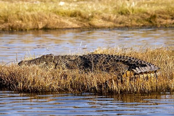 Nile Crocodile (Crocodylus niloticus) adult, resting on bank, Chobe N. P. Botswana, July