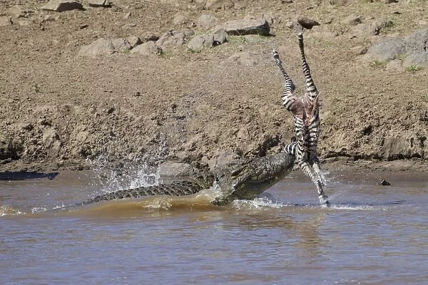 Nile Crocodile (Crocodylus niloticus) adult, feeding on Common Zebra (Equus quagga) foal in river, Mara River