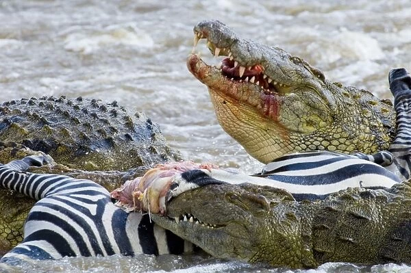 Nile Crocodile (Crocodylus niloticus) adults, feeding on Common Zebra (Equus quagga) foal, Mara River, Masai Mara