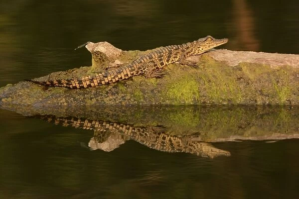 Nile Crocodile (Crocodylus niloticus) juvenile, resting on log in river, Kafue N. P. Zambia, September