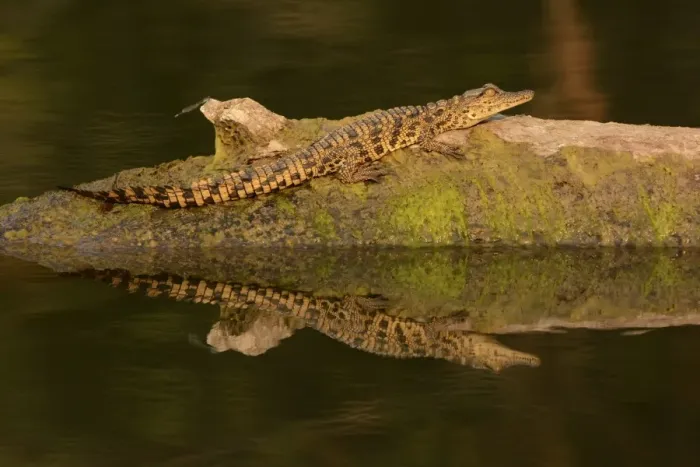 Framed Print : Nile Crocodile (Crocodylus niloticus) juvenile, resting on log in river, Kafue N. P. Zambia, September Framed Print : Nile Crocodile (Crocodylus niloticus) juvenile, resting on log in river, Kafue N. P. Zambia, September