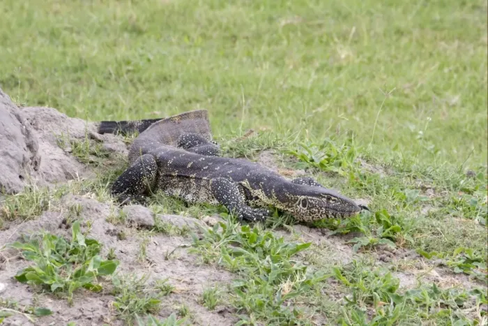 Framed Print : Nile Monitor (Varanus niloticus) adult, walking, Okavango Delta, Botswana Framed Print : Nile Monitor (Varanus niloticus) adult, walking, Okavango Delta, Botswana