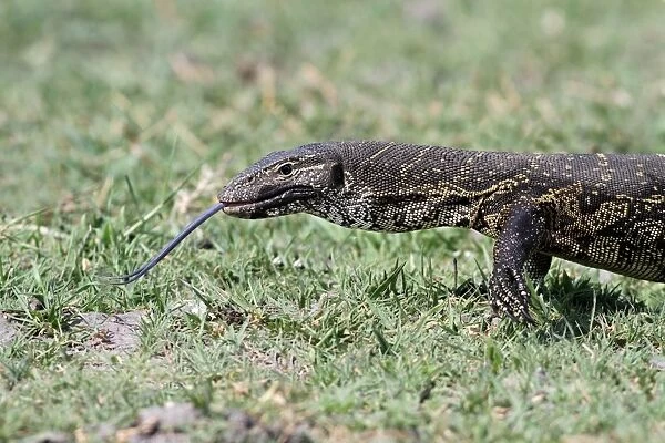 Nile Monitor (Varanus niloticus) adult, flicking tongue out, close-up of head and front legs, walking in wetland