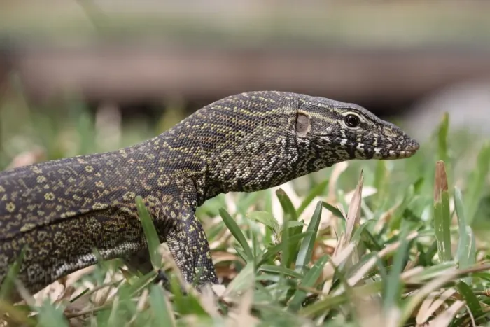 Framed Print : Nile Monitor (Varanus niloticus) immature, close-up of head and front legs, Gambia, february