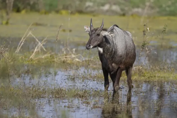 Framed Print : Nilgai (Boselaphus tragocamelus) adult male, feeding on waterplants, standing in wetland, Keoladeo Ghana N. P