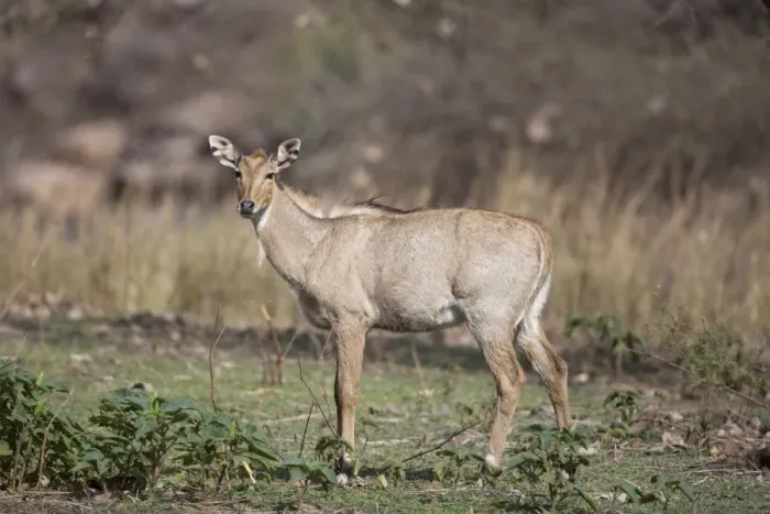 Framed Print : Nilgai (Boselaphus tragocamelus) immature male, standing, Ranthambore N. P. Rajasthan, India