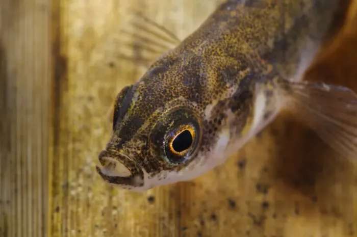 Framed Print : Nine-spined Stickleback (Pungitius pungitius) adult, close-up of head, swimming through submerged reeds Framed Print : Nine-spined Stickleback (Pungitius pungitius) adult, close-up of head, swimming through submerged reeds