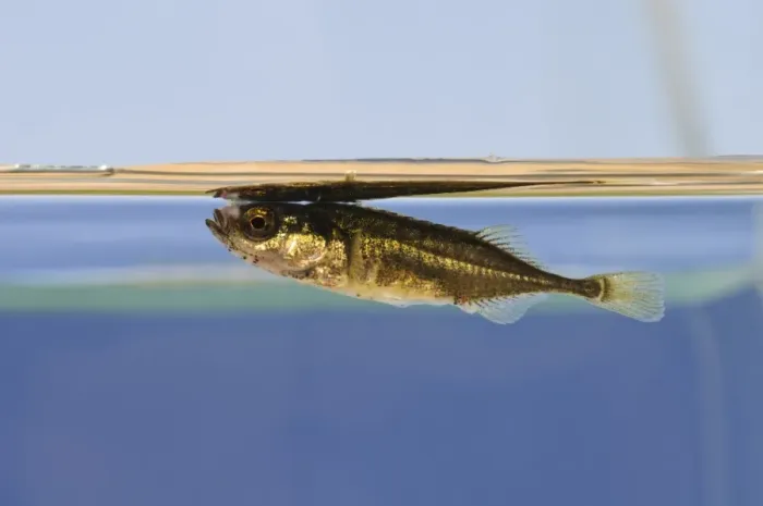 Framed Print : Nine-spined Stickleback (Pungitius pungitius) adult, swimming just below water surface, Crossness Nature Reserve Framed Print : Nine-spined Stickleback (Pungitius pungitius) adult, swimming just below water surface, Crossness Nature Reserve
