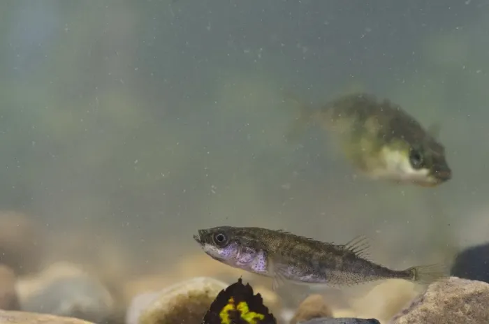 Framed Print : Nine-spined Stickleback (Pungitius pungitius) adult, swimming over gravel Framed Print : Nine-spined Stickleback (Pungitius pungitius) adult, swimming over gravel