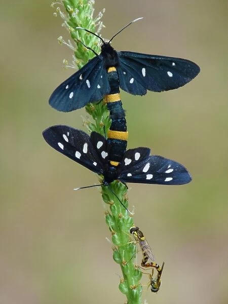 Nine-spotted Moth (Amata phegea) and Common Banded Hoverfly (Syrphus ribesii) adult pairs