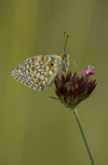 Framed Print : Niobe Fritillary (Argynnis niobe) adult, resting on flowerhead, Bulgaria, July Framed Print : Niobe Fritillary (Argynnis niobe) adult, resting on flowerhead, Bulgaria, July