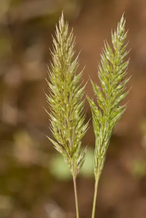 Framed Print : Nit-grass (Gastridium ventricosum) close-up of flowerheads, growing in short coastal turf, Berry Head N. N. R Framed Print : Nit-grass (Gastridium ventricosum) close-up of flowerheads, growing in short coastal turf, Berry Head N. N. R