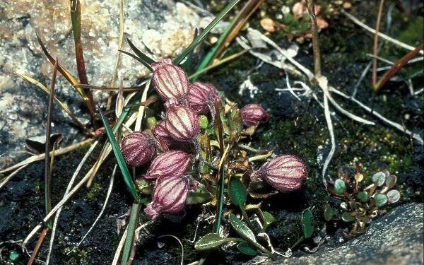 Nodding lychis - Melandrium apetalum - Devon Island Canadian arctic