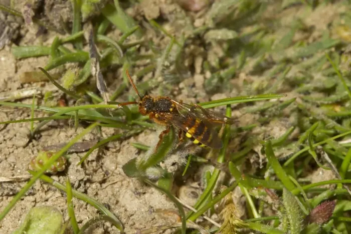 Framed Print : Nomad Bee (Nomada lathburiana) adult, Dungeness RSPB Reserve, Kent, England, April