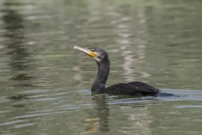 Framed Print : Non breeding adult Great Cormorant