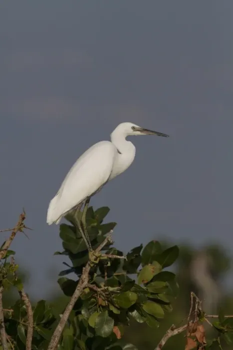 Framed Print : Non Breeding Little Egret - Okavango Botswana