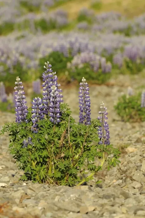 Framed Print : Nootka Lupin (Lupinus nootkatensis) introduced species, flowering, Iceland, June Framed Print : Nootka Lupin (Lupinus nootkatensis) introduced species, flowering, Iceland, June