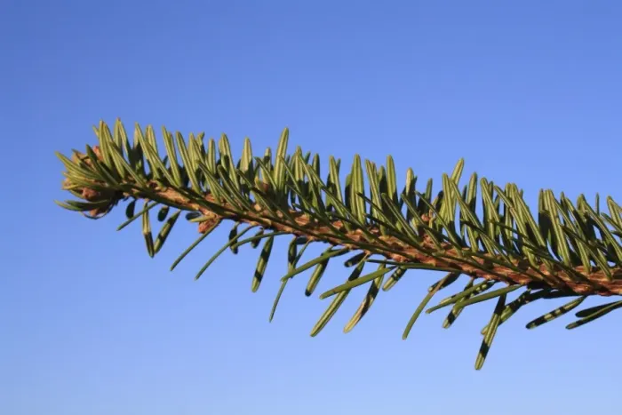Framed Print : Nordmann Fir (Abies nordmanniana) close-up of needles, commerically grown christmas tree, Suffolk, England, january