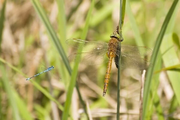 Norfolk Hawker (Aeshna isosceles) adult male, resting on reed, being attacked by Azure Damselfly (Coenagrion puella)