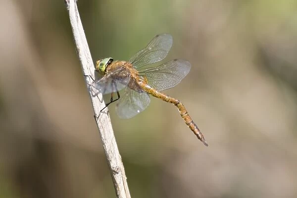 Norfolk Hawker (Aeshna isosceles) adult male, with deformed abdomen caused by meeting obstruction before it hardened