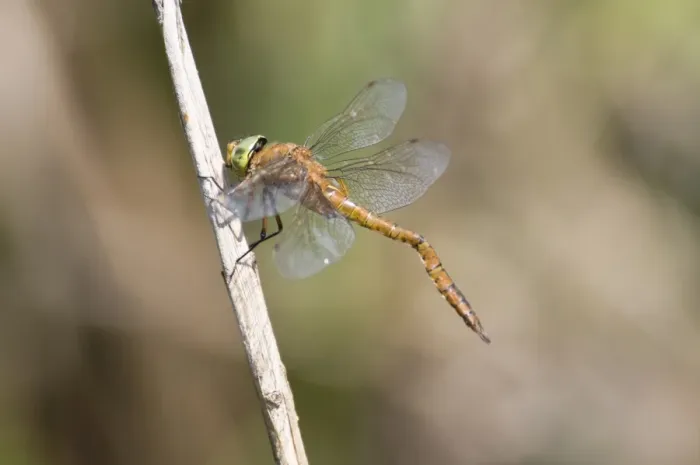 Framed Print : Norfolk Hawker (Aeshna isosceles) adult male, with deformed abdomen caused by meeting obstruction before it hardened Framed Print : Norfolk Hawker (Aeshna isosceles) adult male, with deformed abdomen caused by meeting obstruction before it hardened
