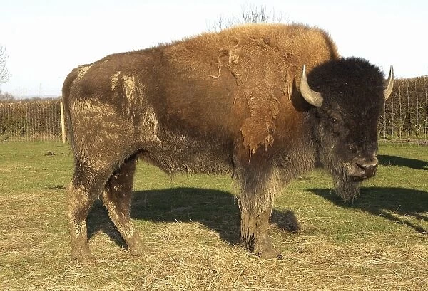 North American Bison (Bison bison) twenty month old stock bull, farmed for meat, standing in pasture, Melton Mowbray, Leicestershire, England