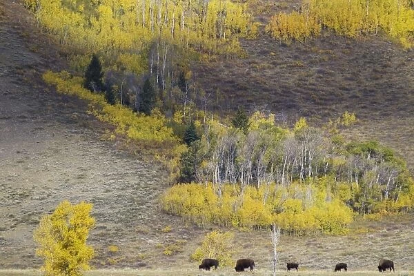 North American Bison (Bison bison) adult females and calves, grazing in habitat, Grand Teton N. P. Wyoming, U. S. A