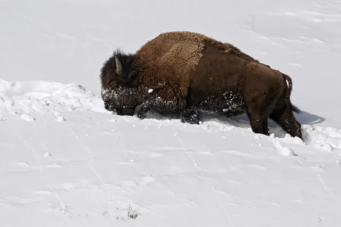 Framed Print : North American Bison (Bison bison) adult, walking in deep snow, Yellowstone N. P. Wyoming, U. S. A. february Framed Print : North American Bison (Bison bison) adult, walking in deep snow, Yellowstone N. P. Wyoming, U. S. A. february