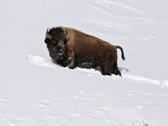 Framed Print : North American Bison (Bison bison) adult, feeding in deep snow, Yellowstone N. P. Wyoming, U. S. A. february Framed Print : North American Bison (Bison bison) adult, feeding in deep snow, Yellowstone N. P. Wyoming, U. S. A. february