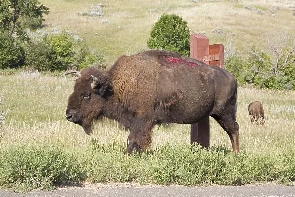 North American Bison (Bison bison) adult, with open wounds, re-opened from scratching on post, North Dakota, U. S. A. august