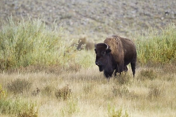 North American Bison (Bison bison) adult, standing in grass, Yellowstone N. P. Wyoming, U. S. A. September