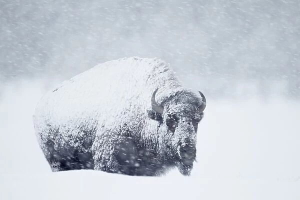 North American Bison (Bison bison) adult, standing in deep snow during heavy blizzard, Upper Geyser Basin area