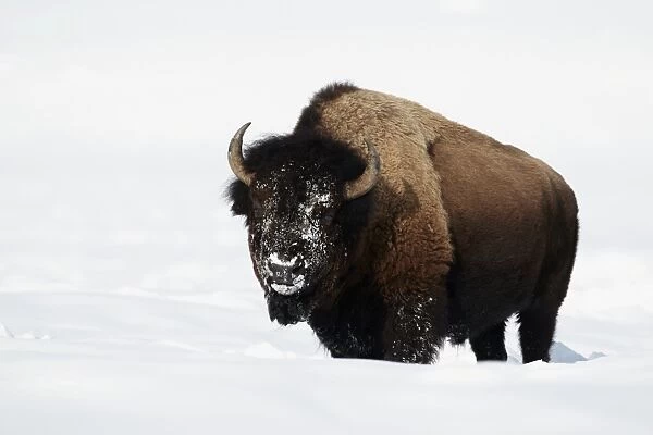 North American Bison (Bison bison) adult, feeding in deep snow, Lamar Valley, Yellowstone N. P. Wyoming, U. S. A. February