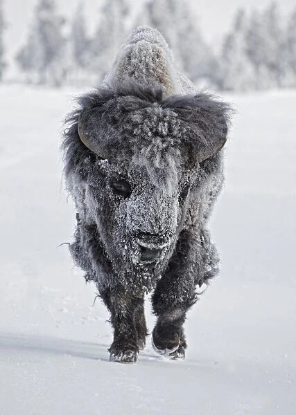 North American Bison (Bison bison) adult male, with coat covered in ice, walking on snow, Yellowstone N. P